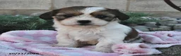 Mixed Breed dogs for sale: Bonnie  - Ad 2