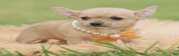 Chihuahua dogs for sale: Squeak - Ad 6