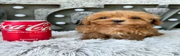 Cavapoo dogs for sale: Apple - Ad 7