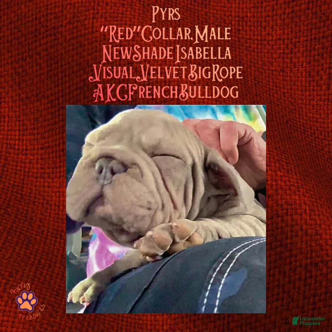 French Bulldog dogs for sale: Pyrs “Red”Collar, Male - Ad 1