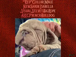 French Bulldog dogs for sale: Pyrs “Red”Collar, Male - Ad 1