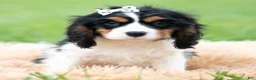 Cavalier King Charles Spaniel dogs for sale: Emmett - Ad 4