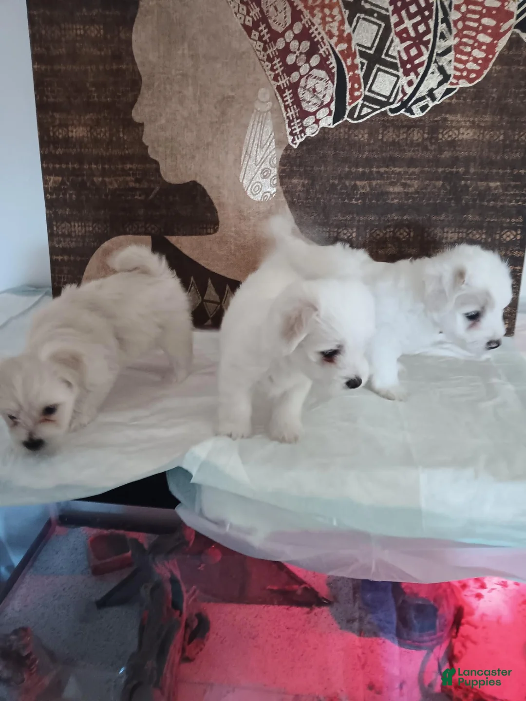 Maltese dogs for sale: Maltese 1 - Ad 1