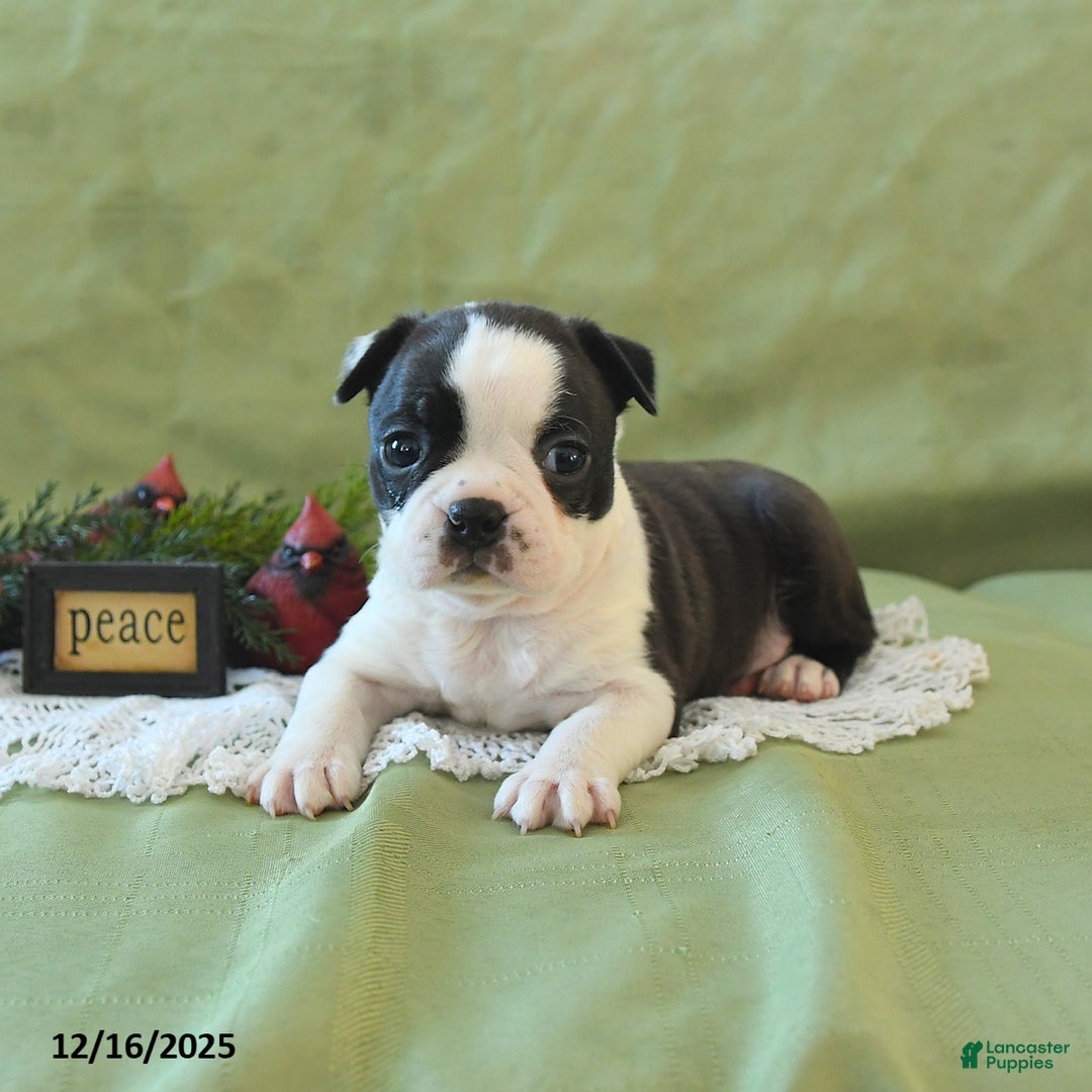 Boston Terrier dogs for sale: Dasher - Ad 12