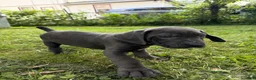 Cane Corso dogs for sale: Cane Corso 3 - Ad 4