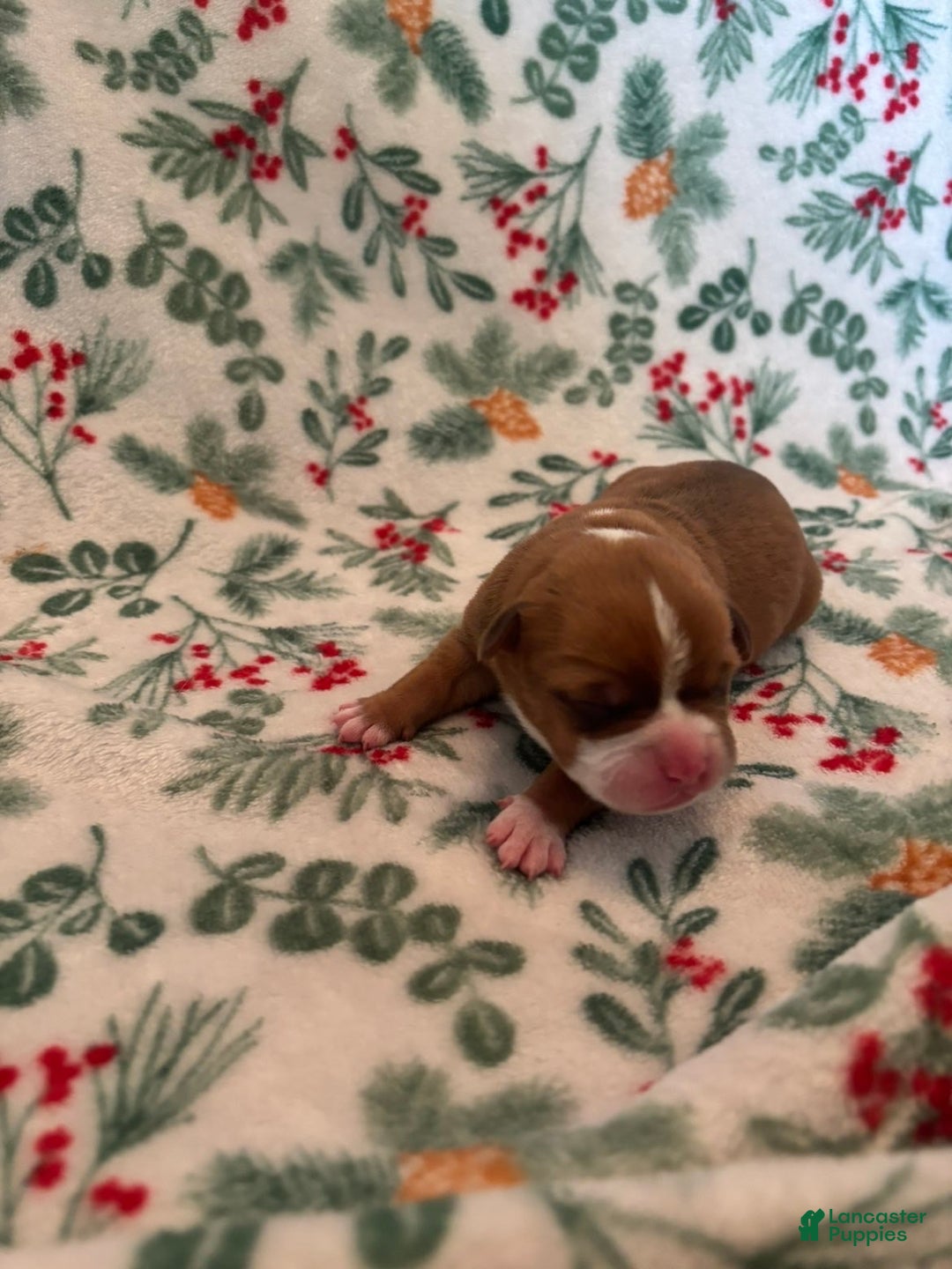 Mixed Breed dogs for sale: Venus - Ad 3