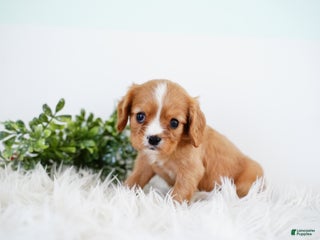 Cavalier King Charles Spaniel dogs Reese - Ad 18