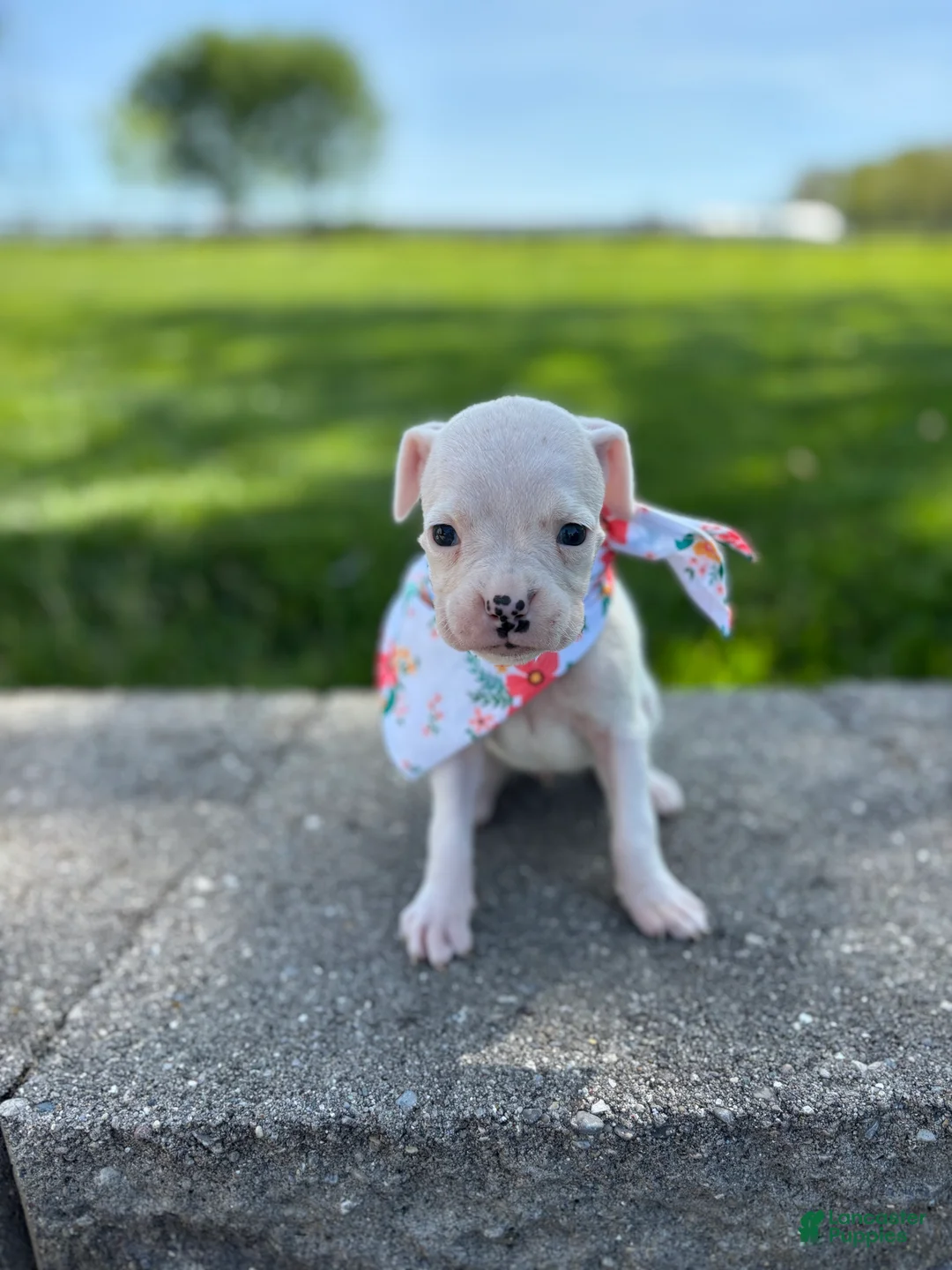 Boxer dogs for sale: Abby - Ad 1