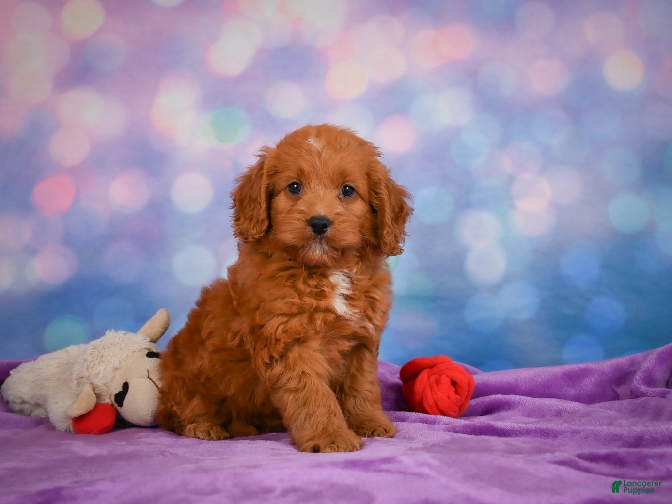 Mini Goldendoodle dogs for sale: ROXANNE - Ad 2