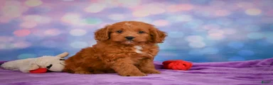 ROXANNE