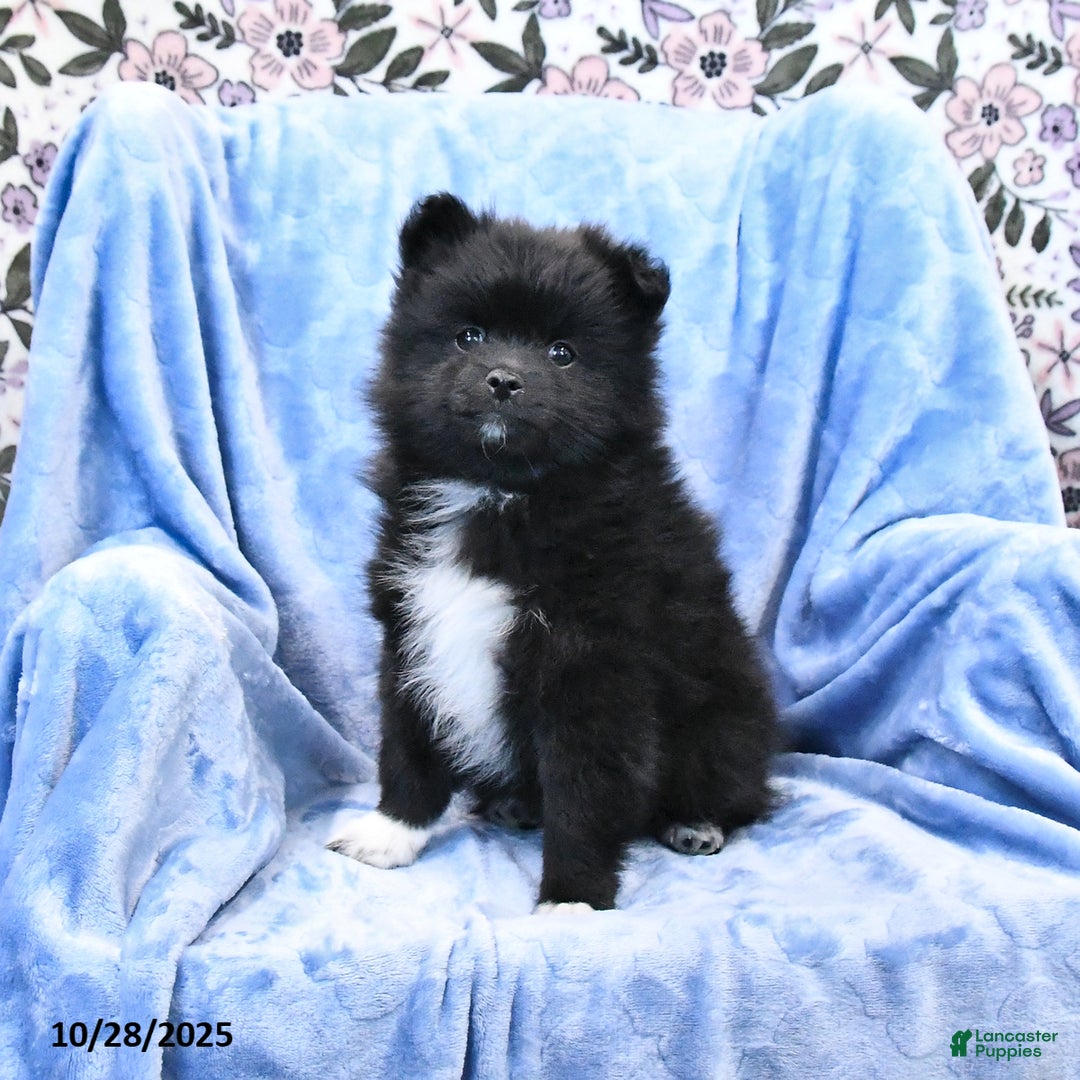 Pomeranian dogs for sale: Tigger - Ad 8