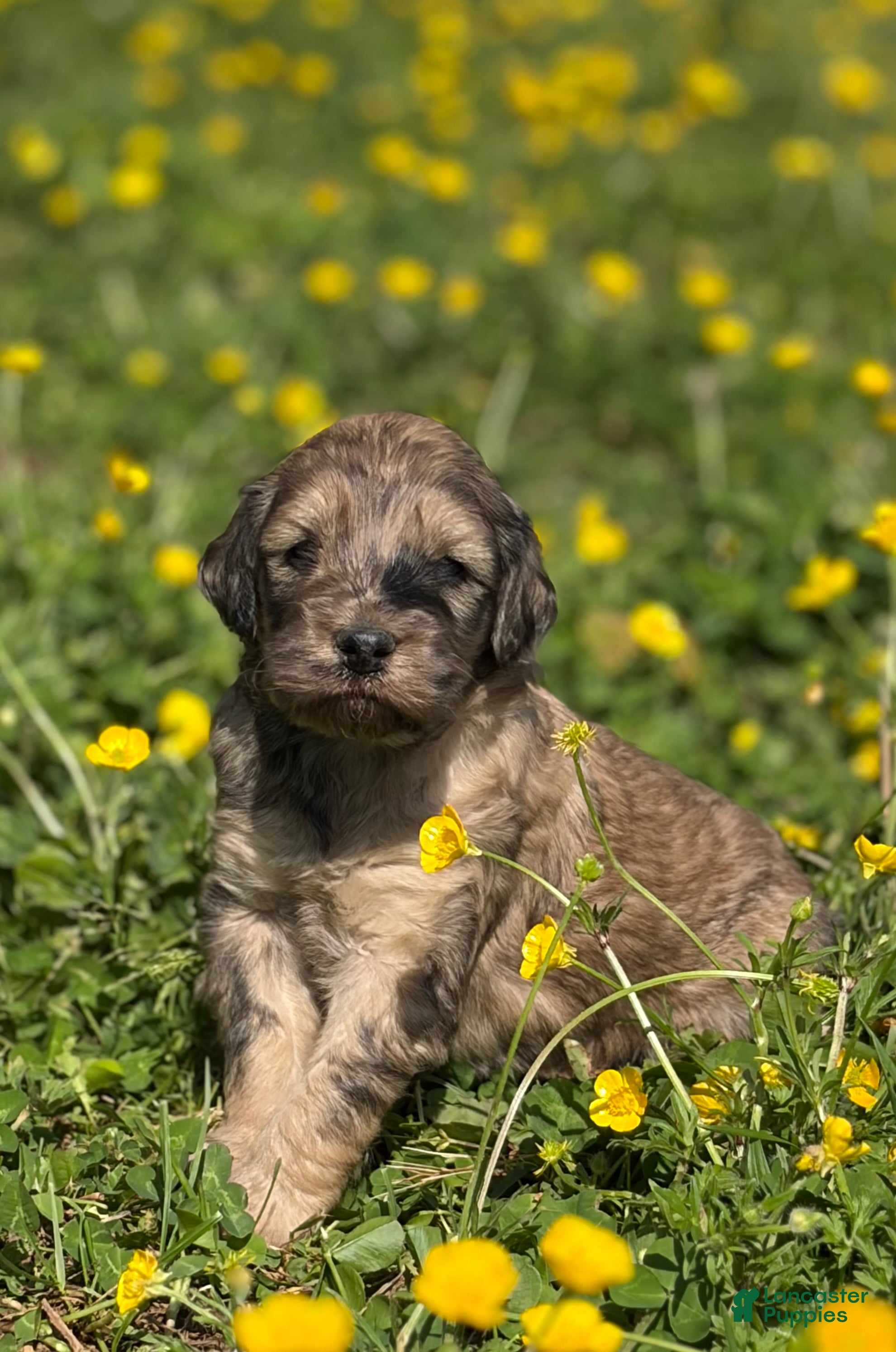 Mini Goldendoodle dogs for sale: Challenger💙🐶 - Ad 1