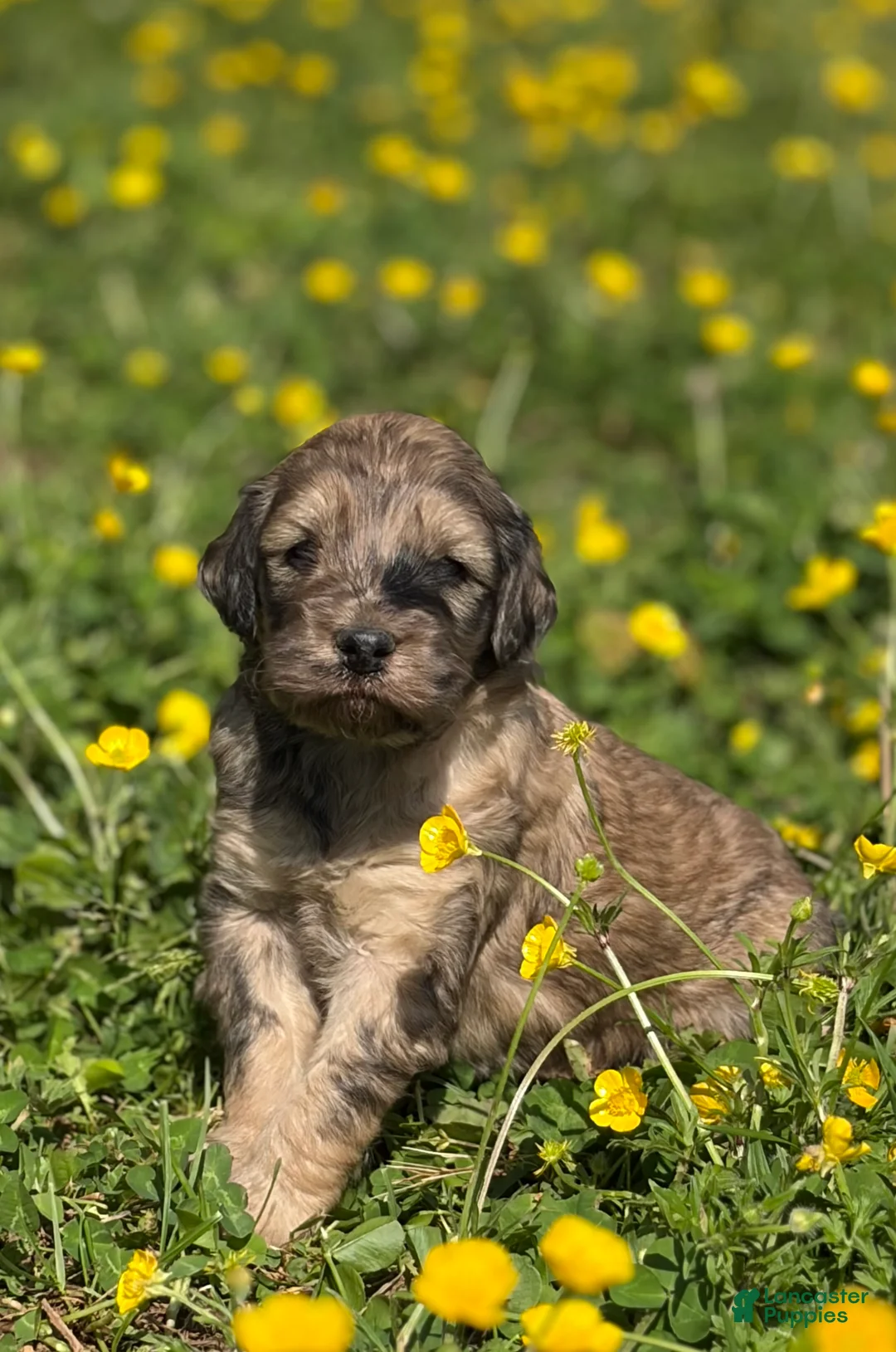 Mini Goldendoodle dogs for sale: Challenger💙🐶 - Ad 1