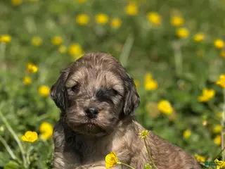 Mini Goldendoodle dogs for sale: Challenger💙🐶 - Ad 1