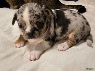 Chihuahua dogs Lelo - Ad 16