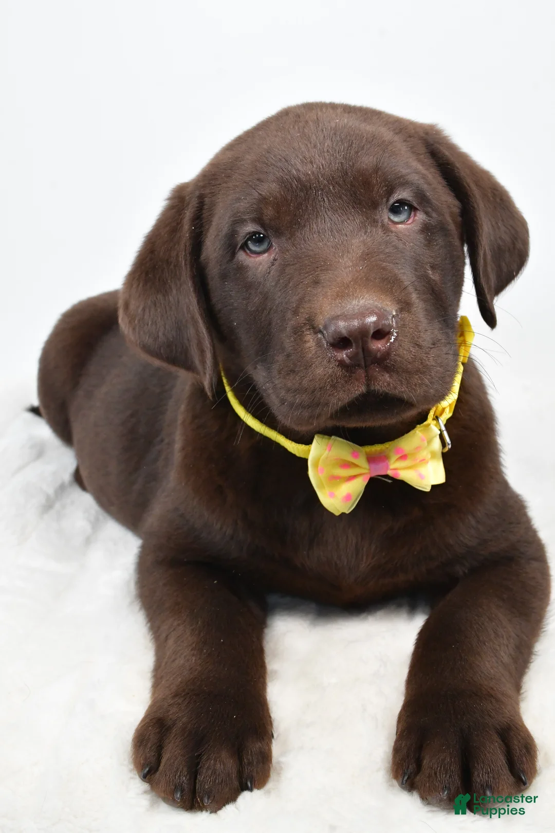 Labrador Retriever dogs for sale: Maverick - Ad 4
