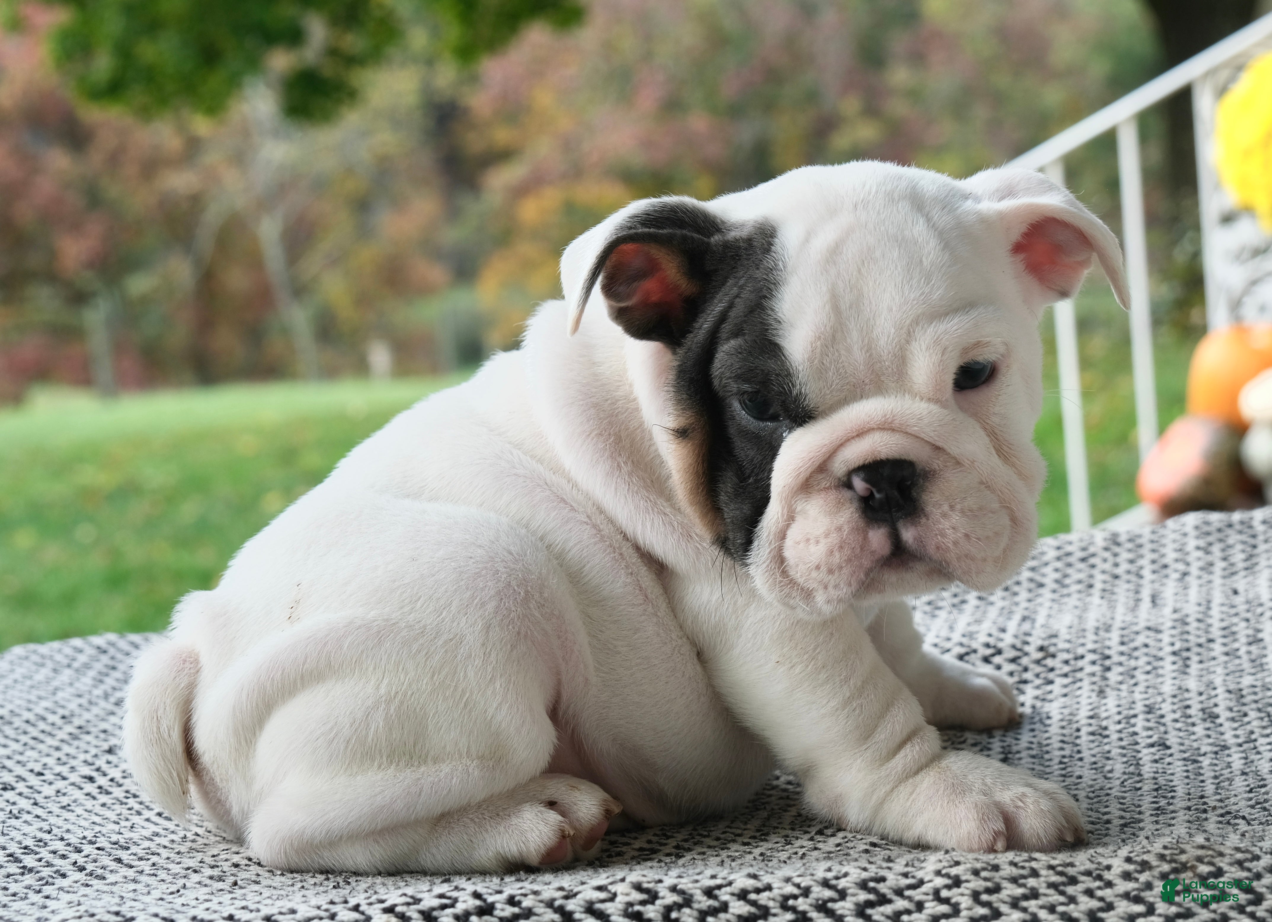 English Bulldog dogs Leo - Ad 2