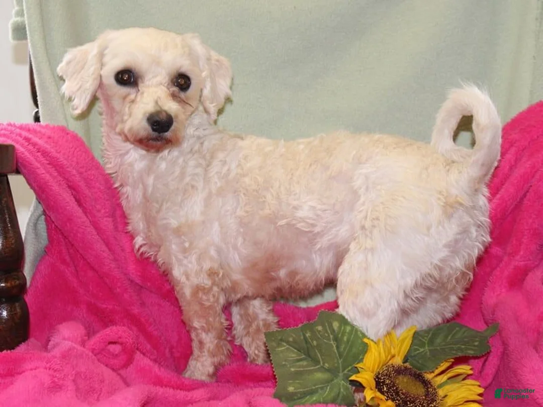 Mixed Breed dogs for sale: Shira - Ad 6