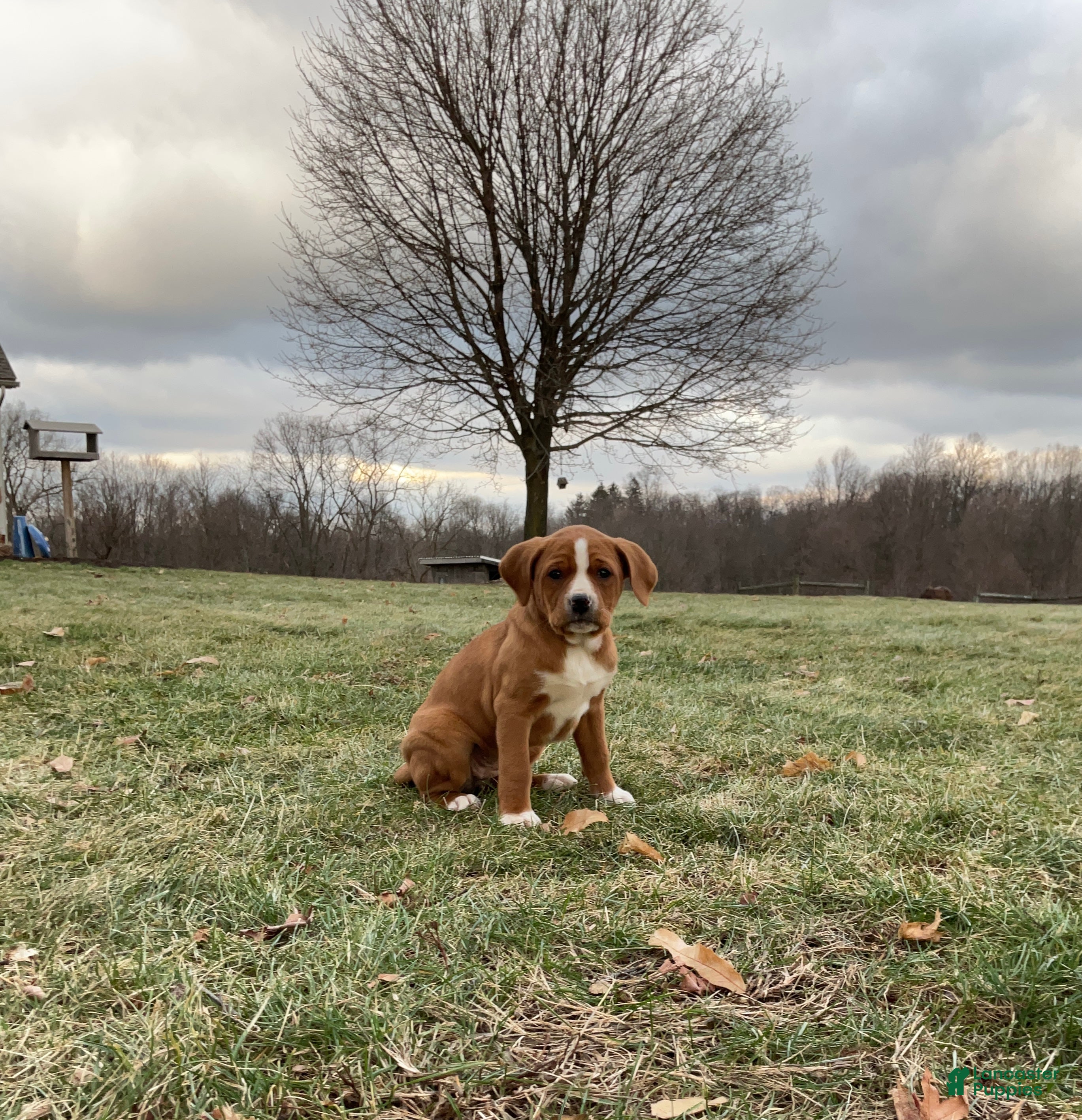 Mixed Breed dogs Hazel - Ad 15