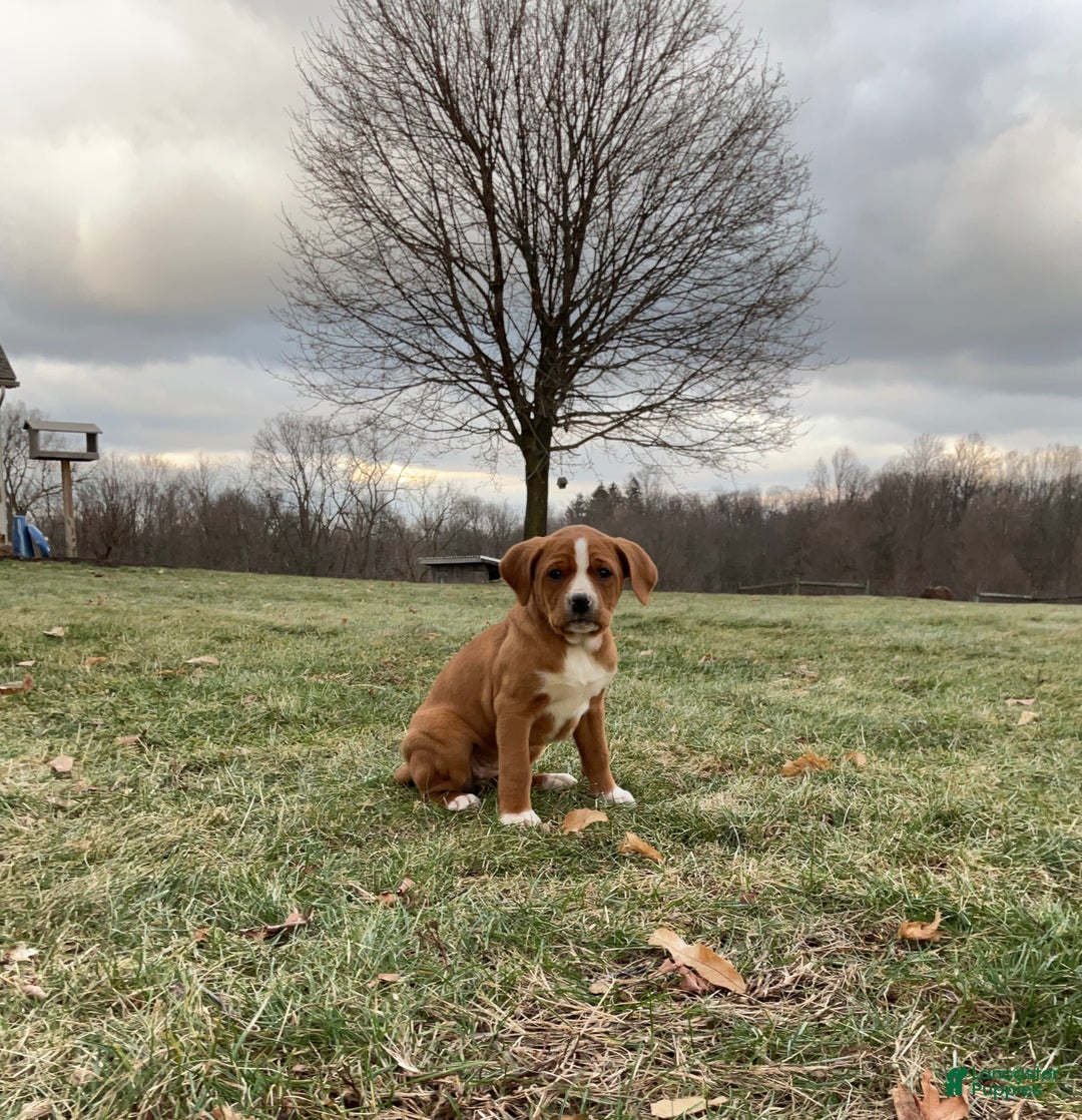 Mixed Breed dogs for sale: Hazel - Ad 1