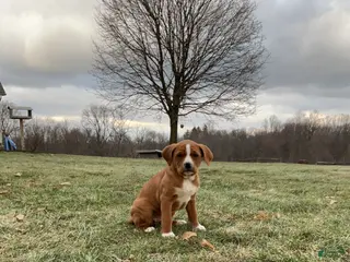 Mixed Breed dogs Hazel - Ad 17