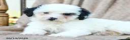 Mini Bernedoodle dogs for sale: Patches - Ad 3