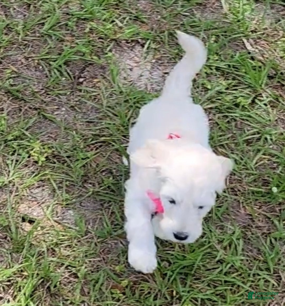 Mixed Breed dogs for sale: Mixed Breed Puppy 5 - Ad 4