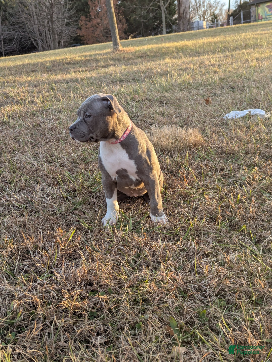 American Bully dogs for sale: G3 - Ad 2