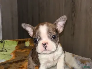 Boston Terrier dogs for sale: Eddie - Ad 4