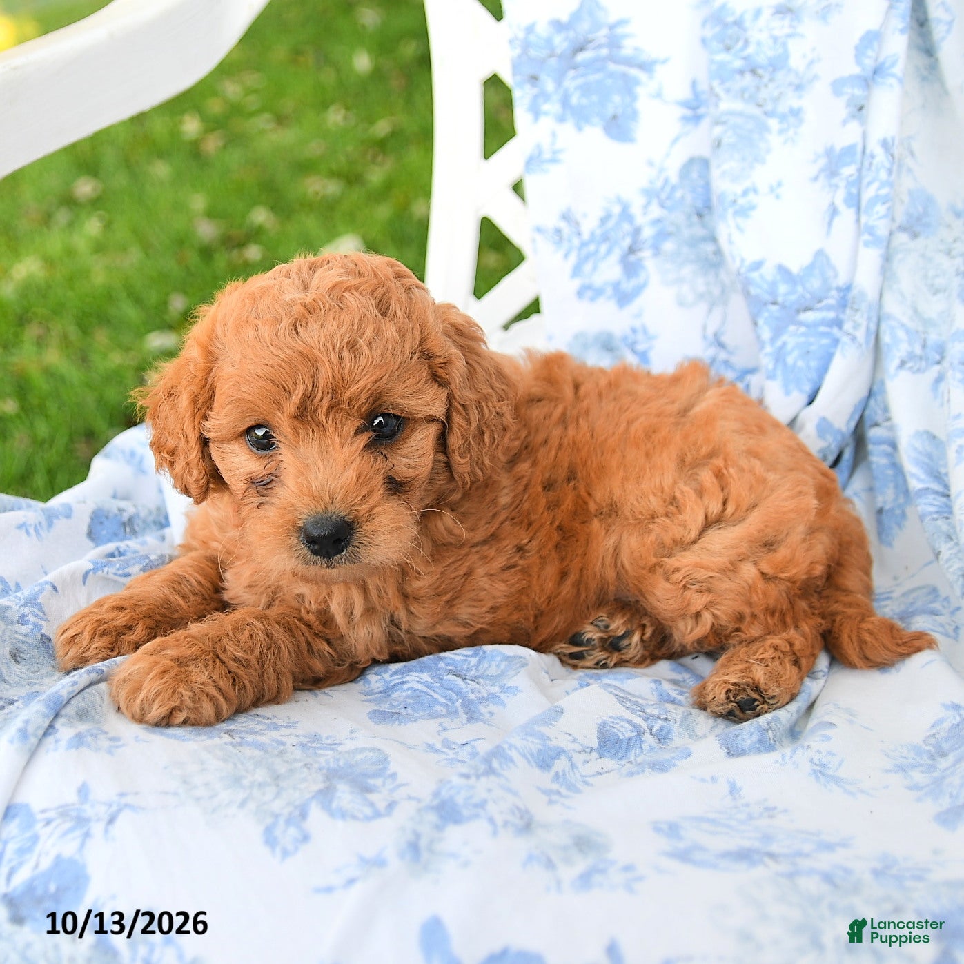 Miniature Labradoodle dogs for sale: Princess - Ad 2
