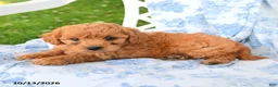 Miniature Labradoodle dogs for sale: Princess - Ad 2