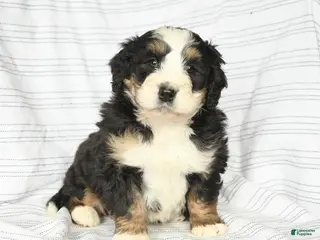 Mini Bernedoodle dogs for sale: Mitch - Ad 1