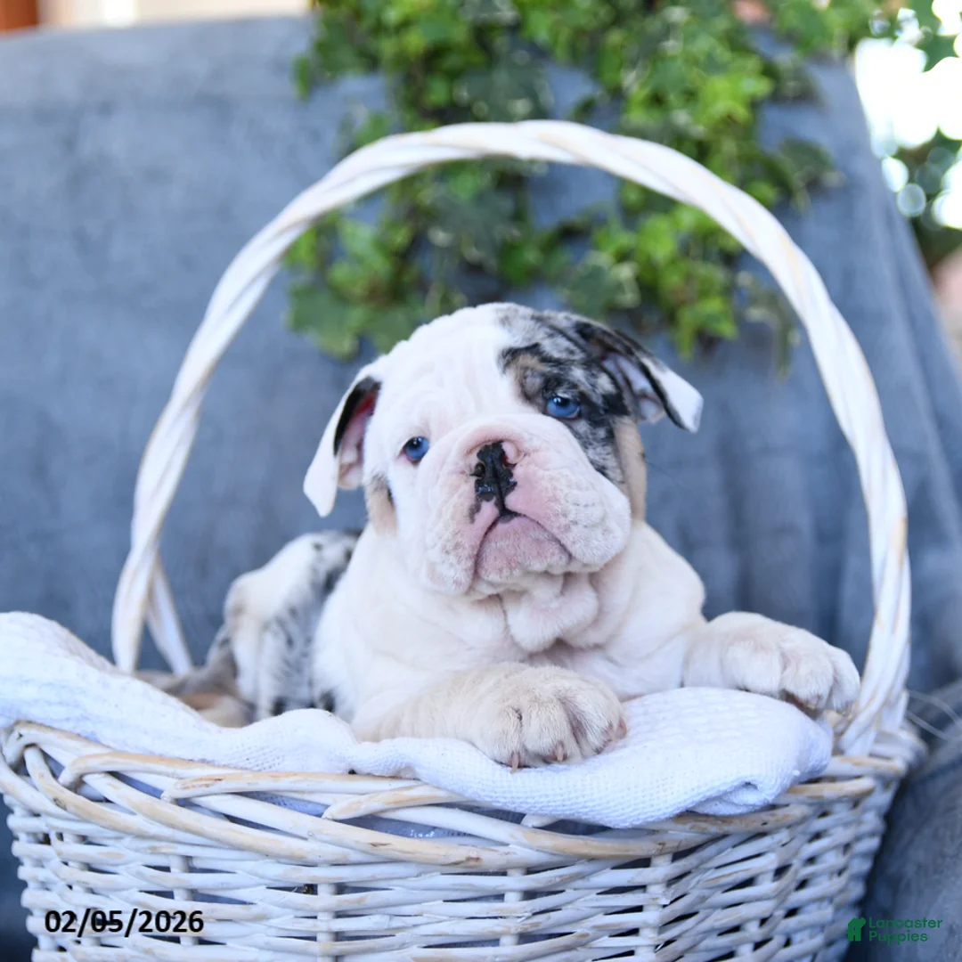English Bulldog dogs for sale: Queen   - Ad 1