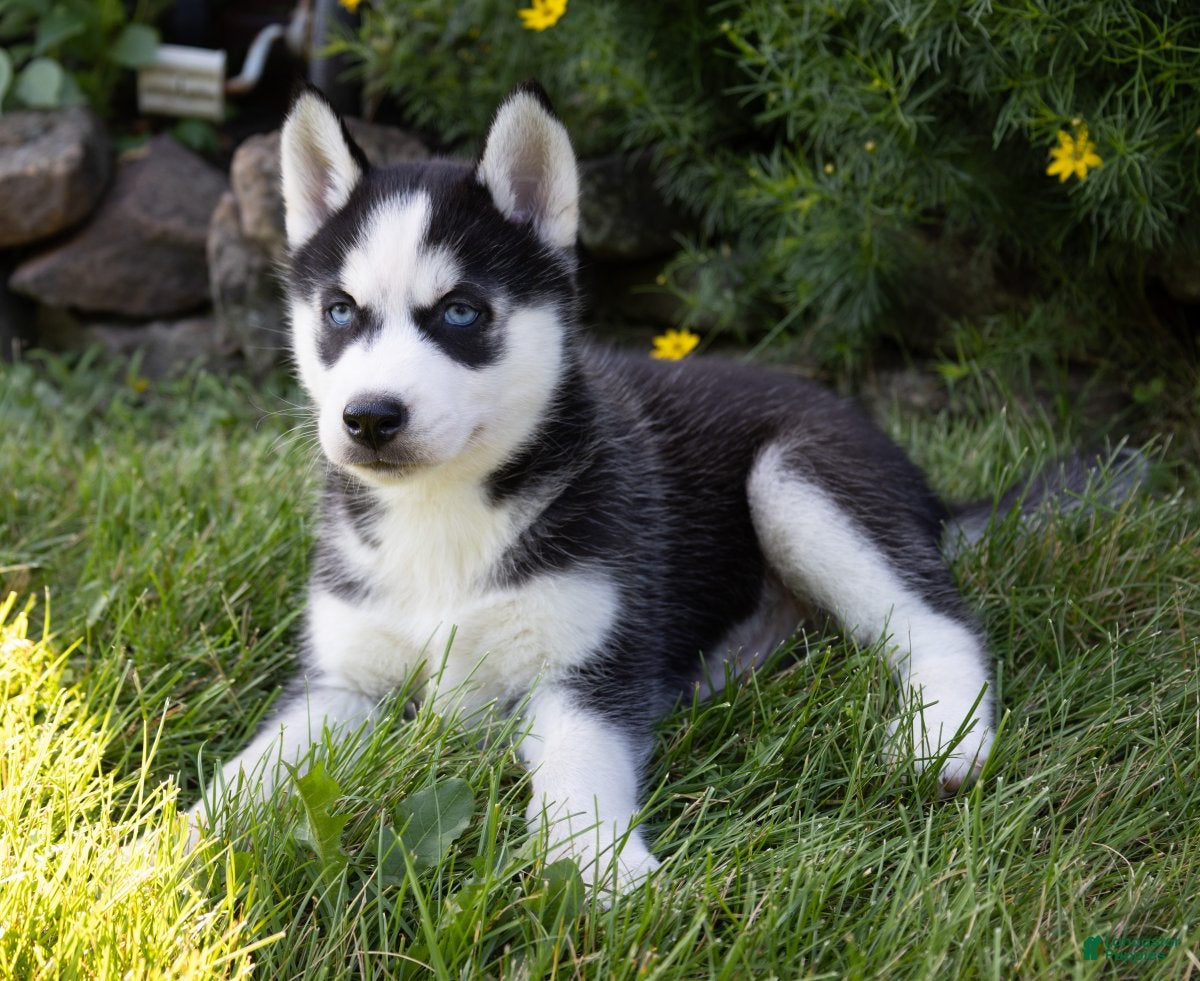 Siberian Husky dogs Donald - Ad 1