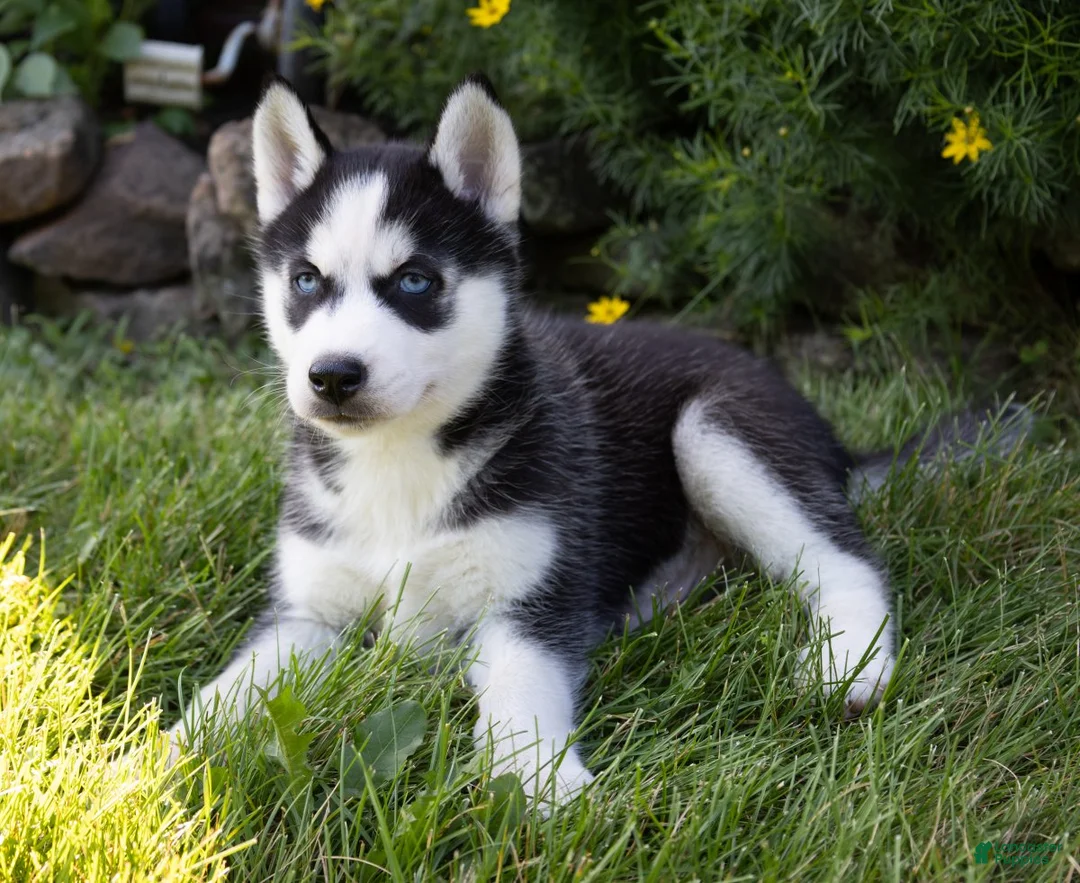 Siberian Husky dogs for sale: Donald - Ad 1