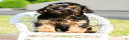 Maltipoo dogs for sale: Levi - Ad 6