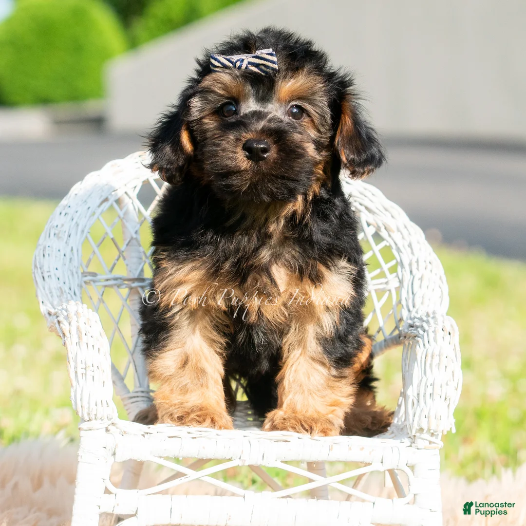 Maltipoo dogs for sale: Levi - Ad 6