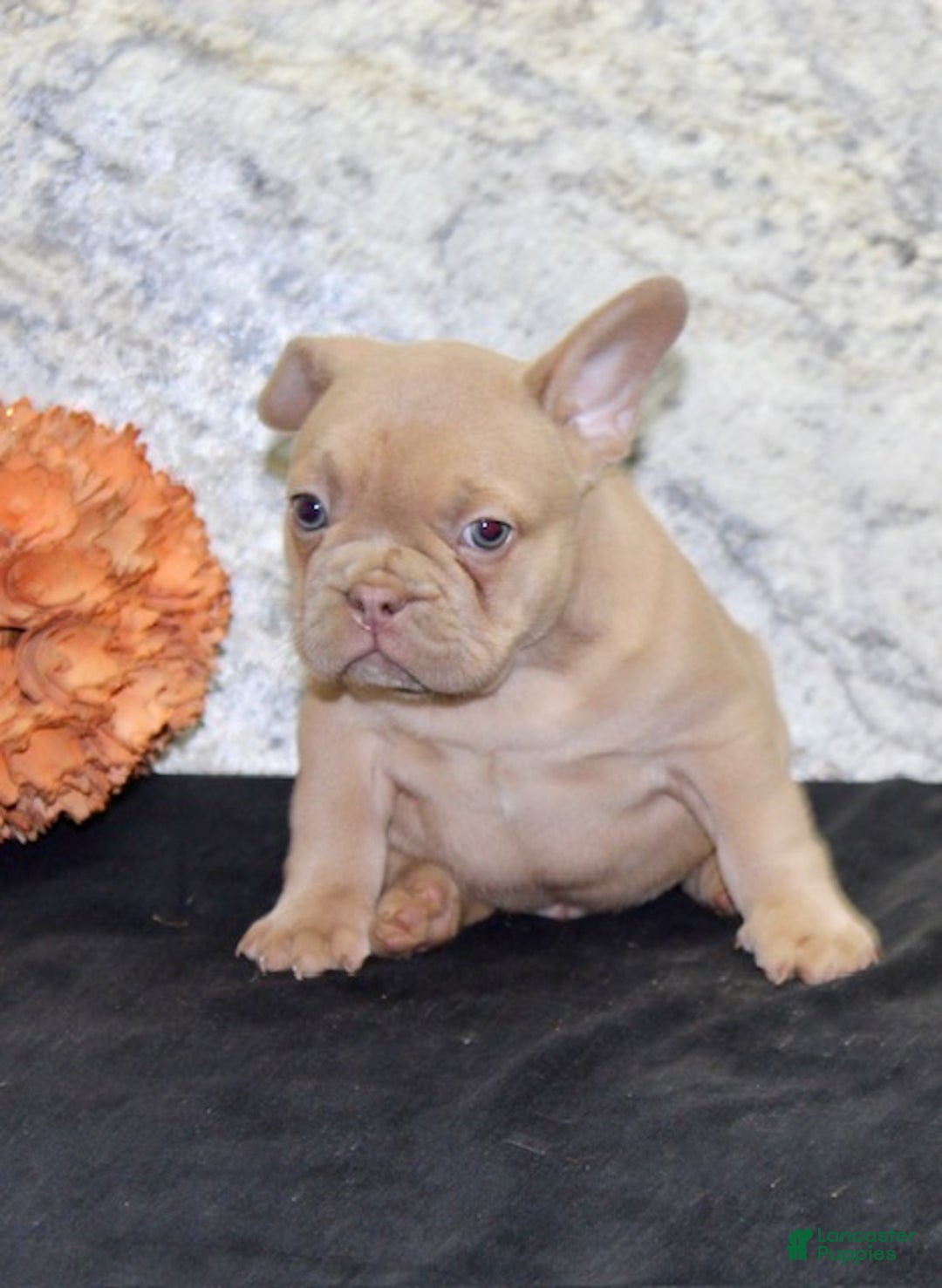 French Bulldog dogs for sale: Dustin - Ad 4