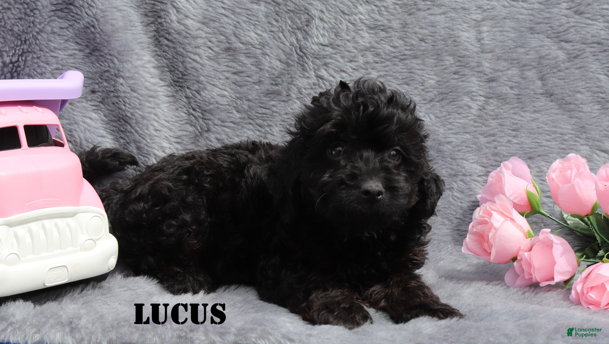 Mini Goldendoodle dogs Lucus - Ad 1