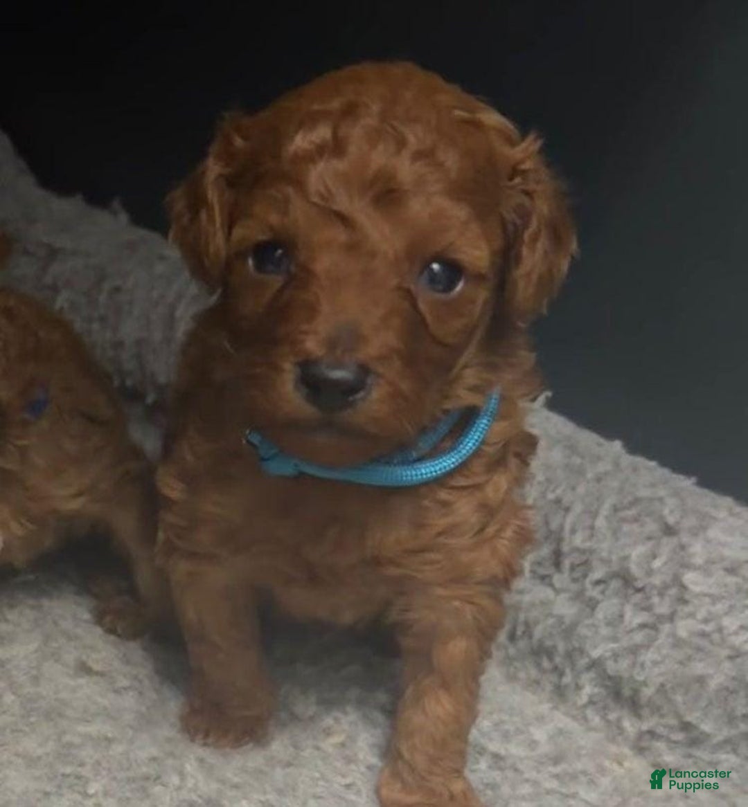 Toy Poodle dogs for sale: Ken - Ad 1