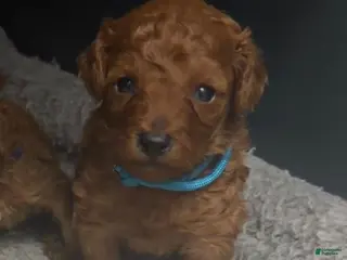 Toy Poodle dogs Ken - Ad 37