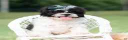 Shih Tzu dogs for sale: Cookie Crumb - Ad 1