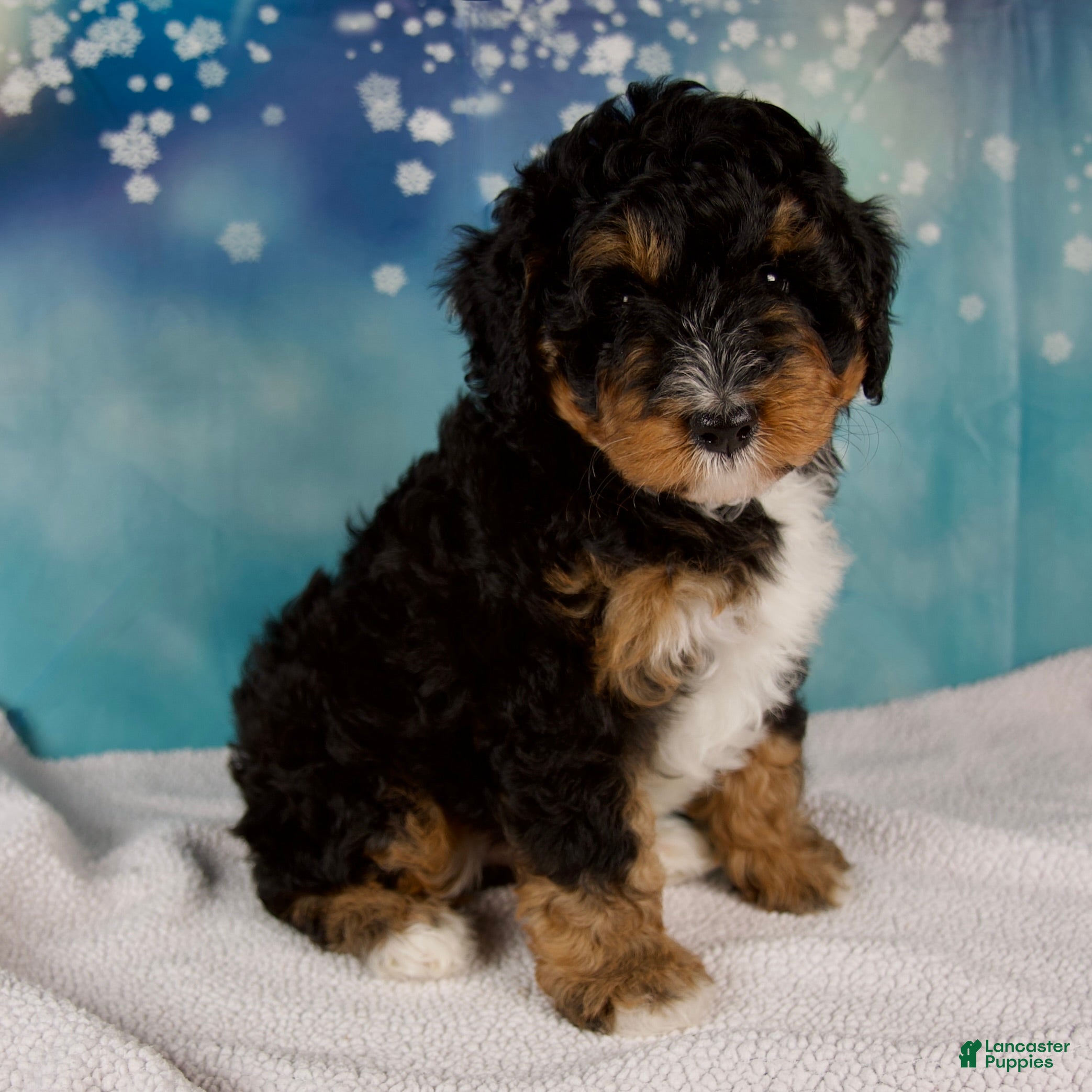 Mini Bernedoodle dogs Caiden - Ad 2