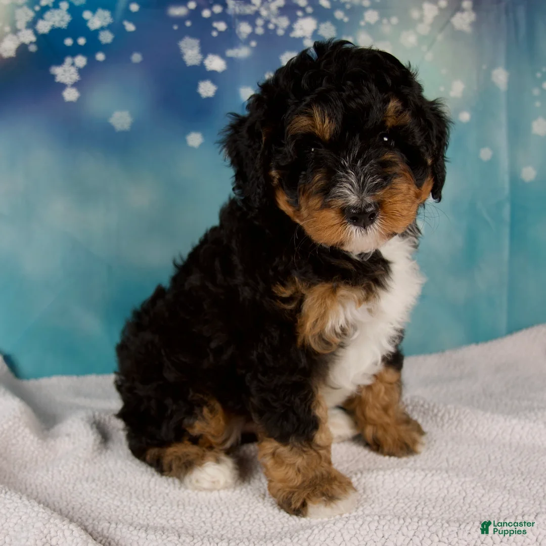 Mini Bernedoodle dogs for sale: Caiden - Ad 2