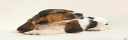 Basset Hound dogs for sale: Allie - Ad 8