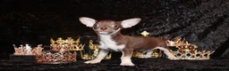 Chihuahua dogs for sale: Remus - Ad 5