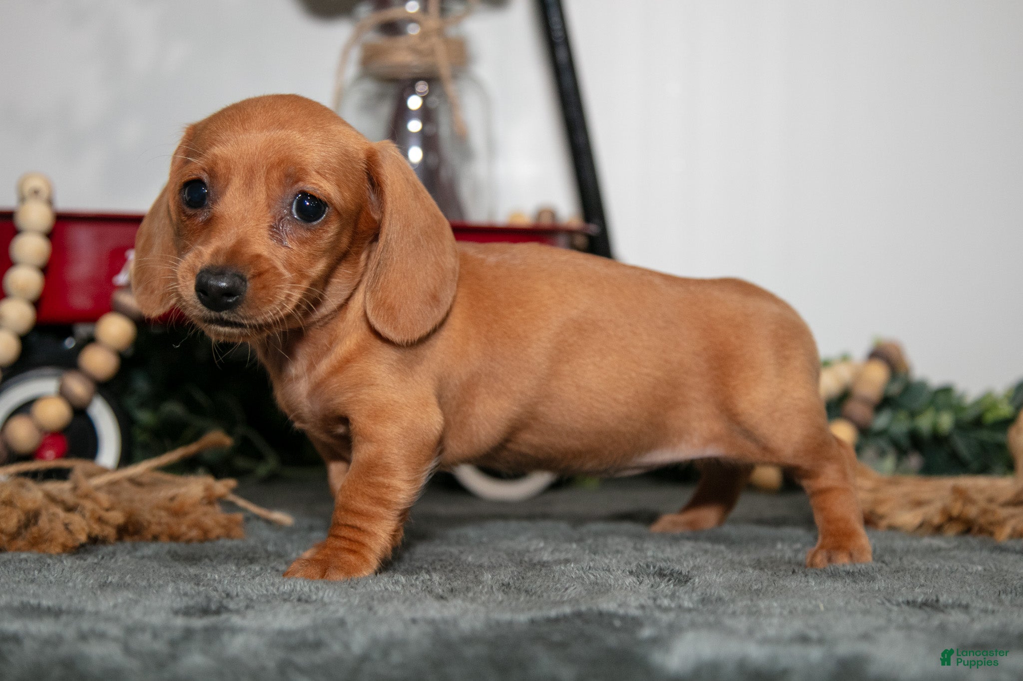 Miniature Dachshund dogs Tootie - Ad 1