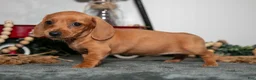 Miniature Dachshund dogs for sale: Tootie - Ad 1