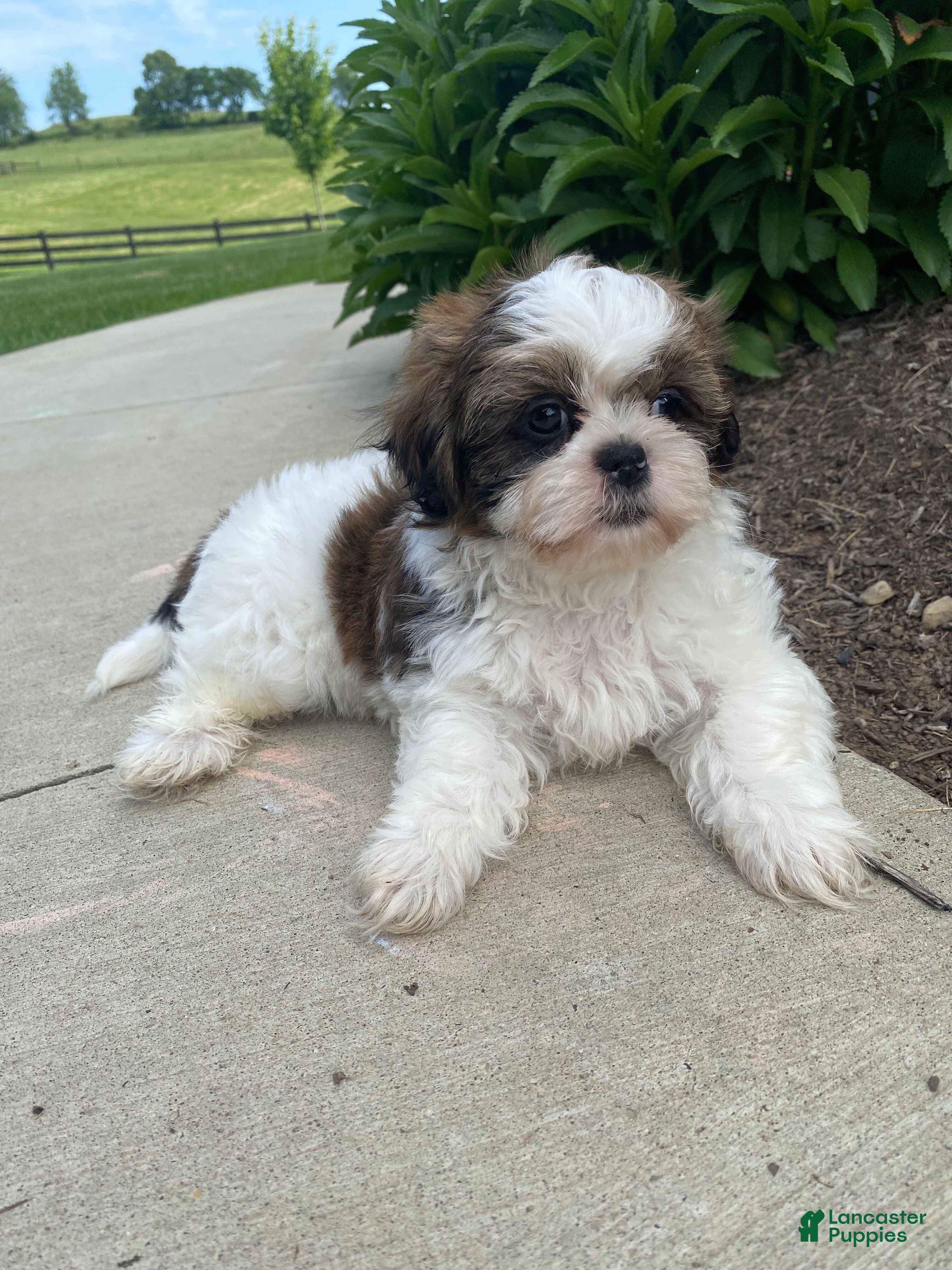 Shih Tzu dogs Tina - Ad 2