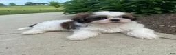 Shih Tzu dogs for sale: Tina - Ad 2